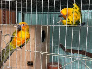 Sunconure Semi Adult Pair