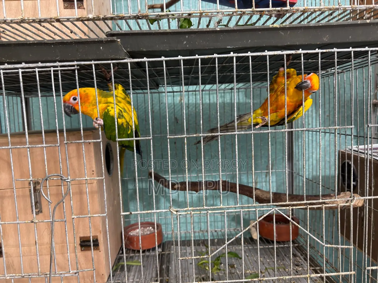 Sunconure Semi Adult Pair