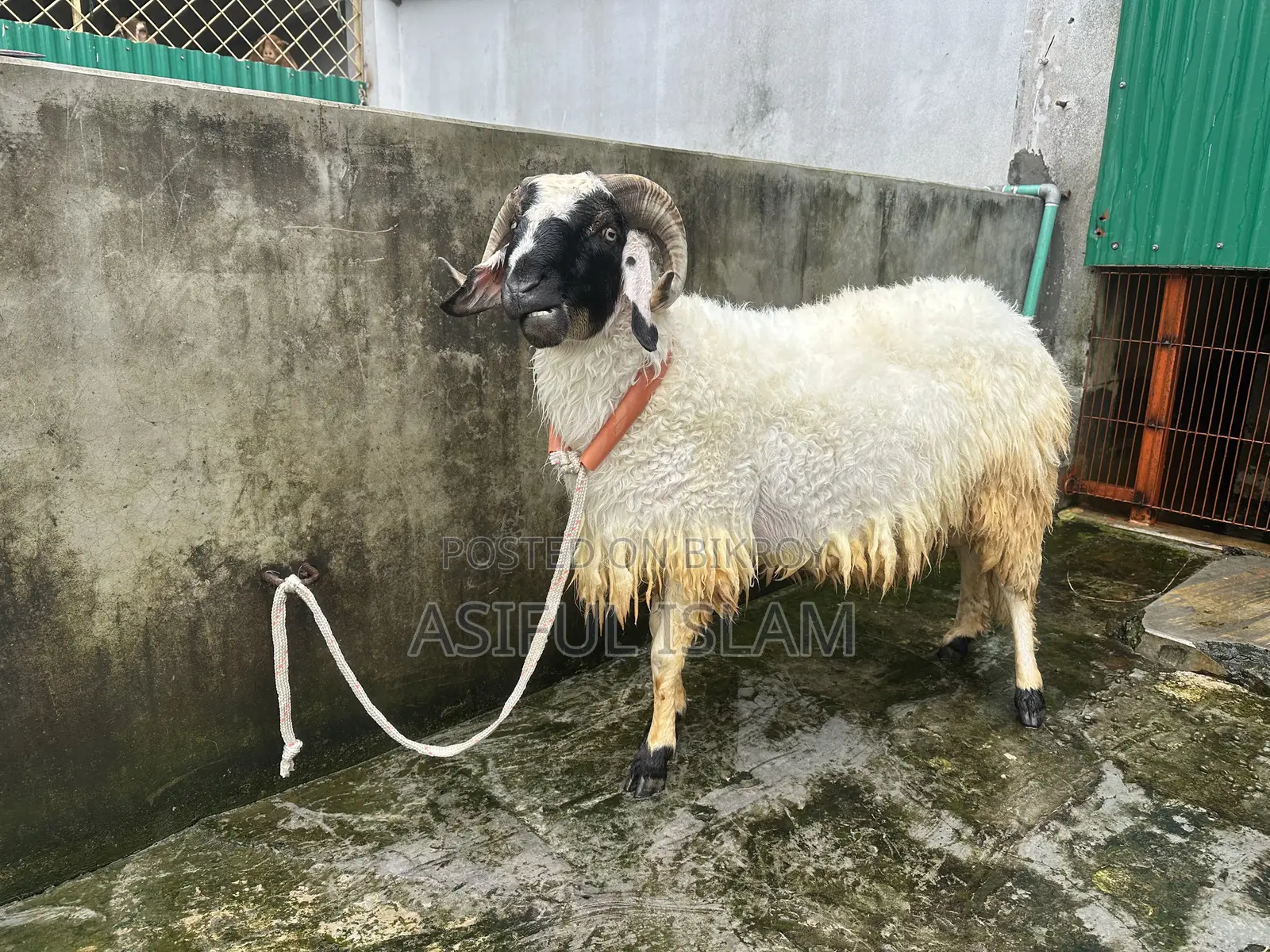 Garol/Vera For Sale