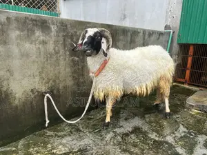 Garol/Vera For Sale