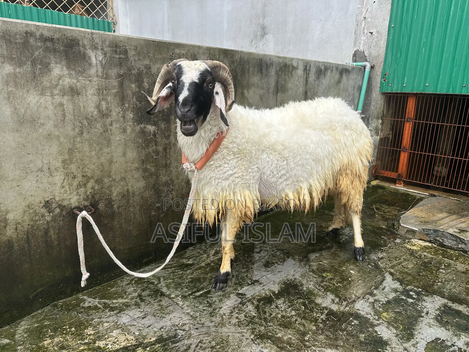 Garol/Vera For Sale