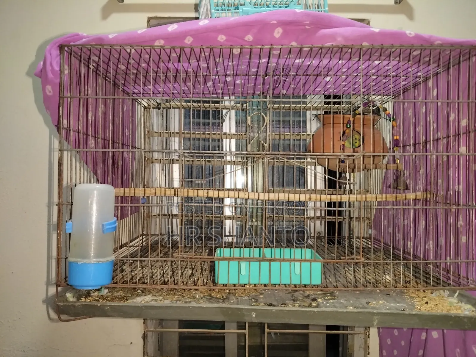 Running pair with cage for sale