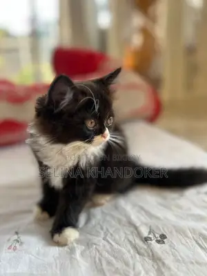 3-6 Months Female Purebred Persian