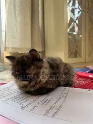 3-6 Months Female Purebred Persian