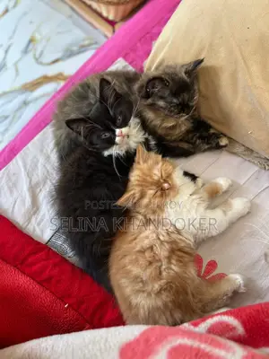 3-6 months Female Purebred Persian