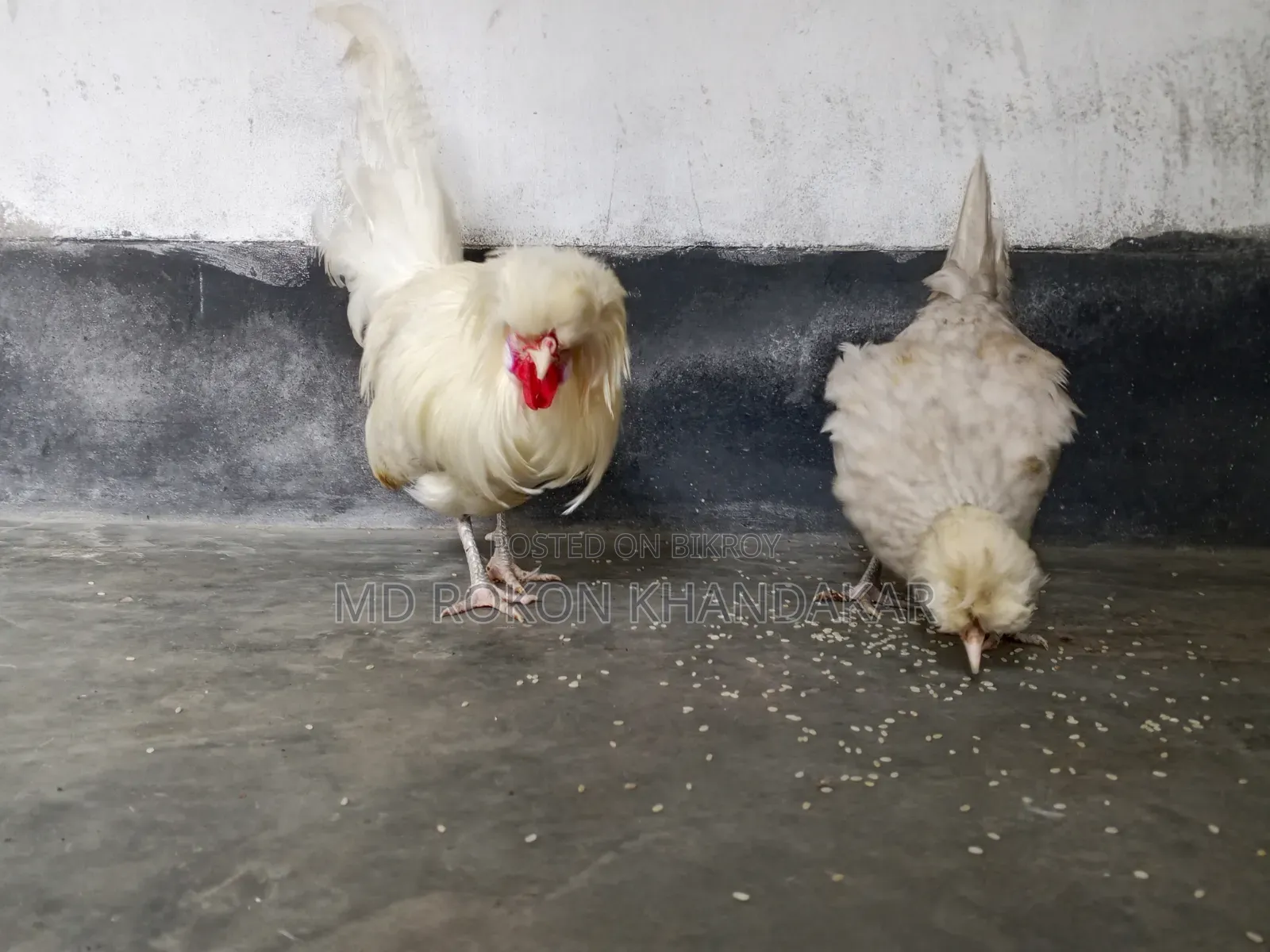 White Polish Cap Rooster