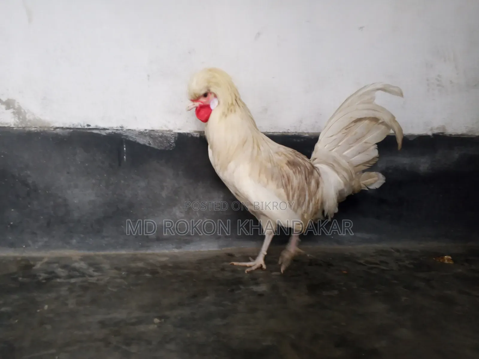 White Polish Cap Rooster