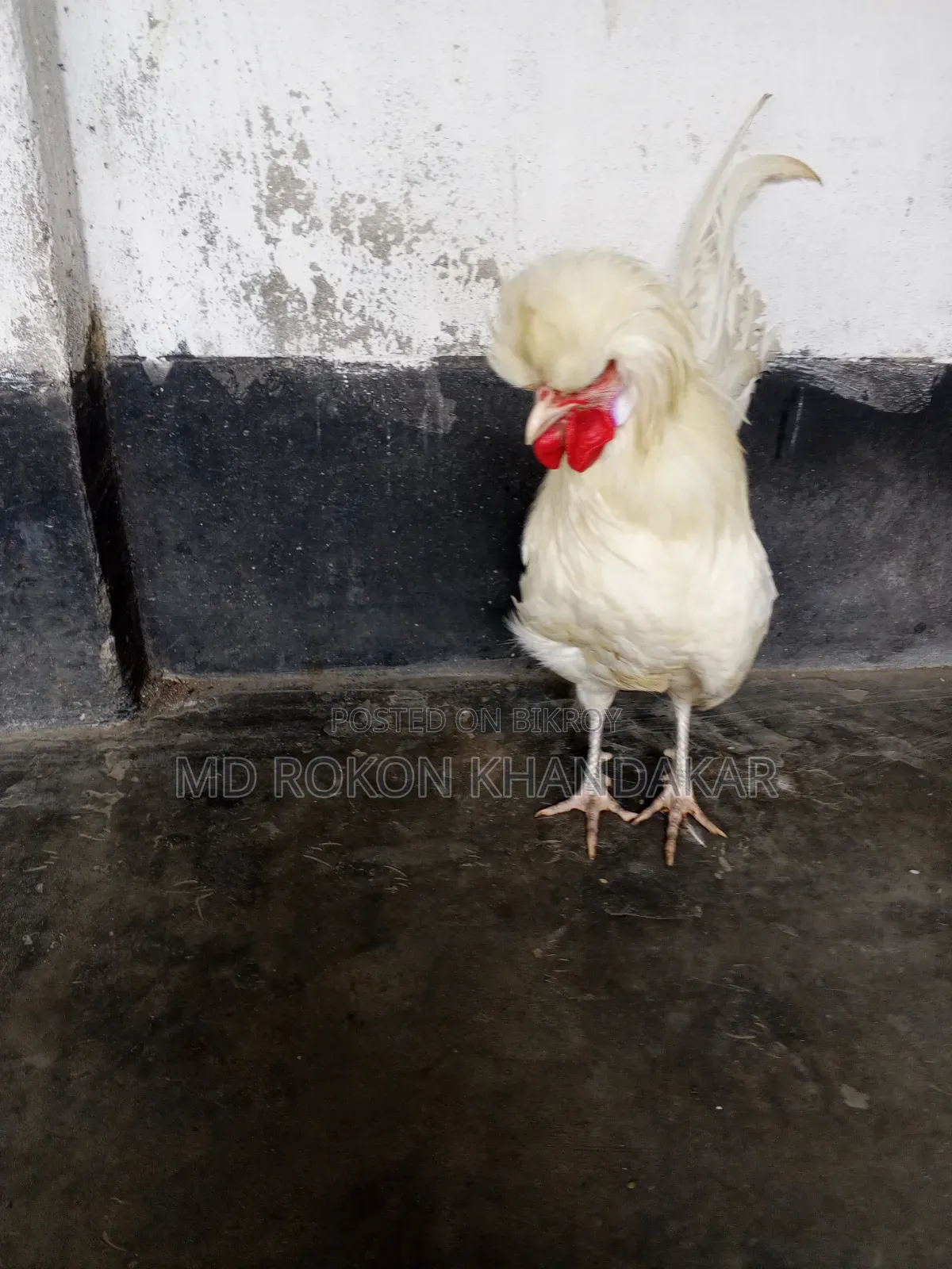 White Polish Cap Rooster