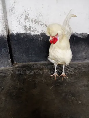 White Polish Cap Rooster