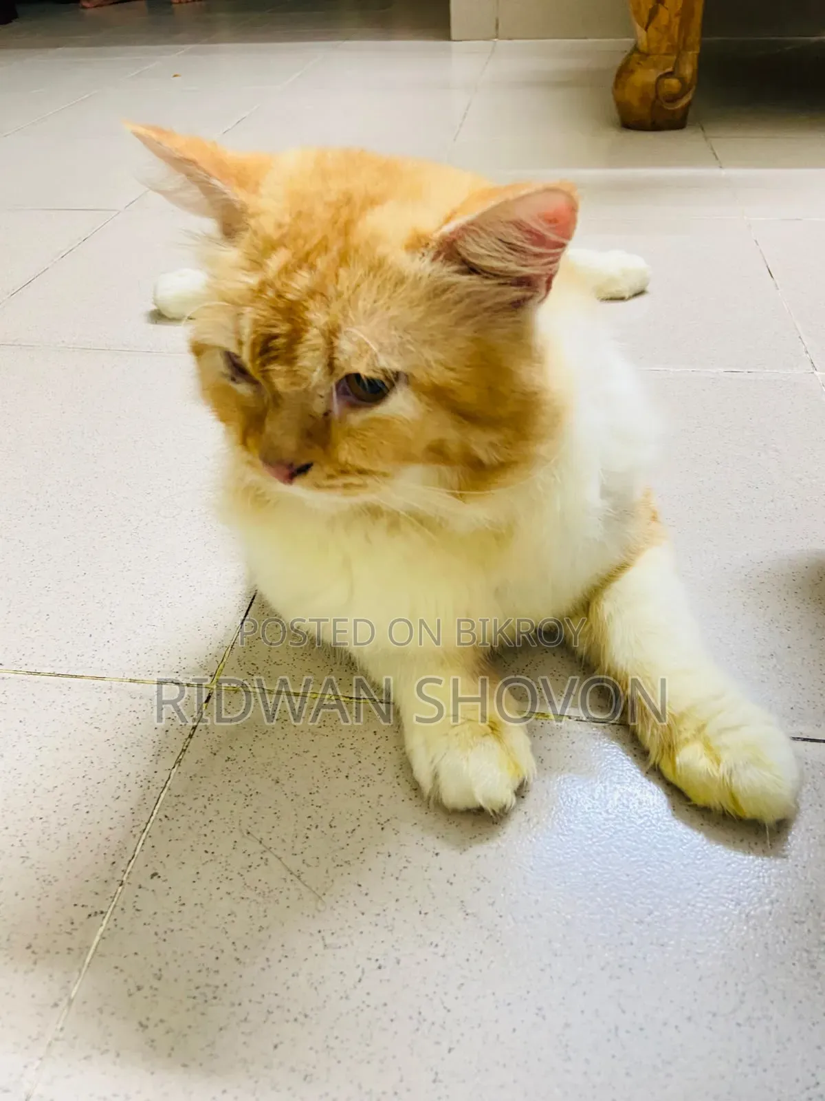 6-12 Months Male Purebred Persian