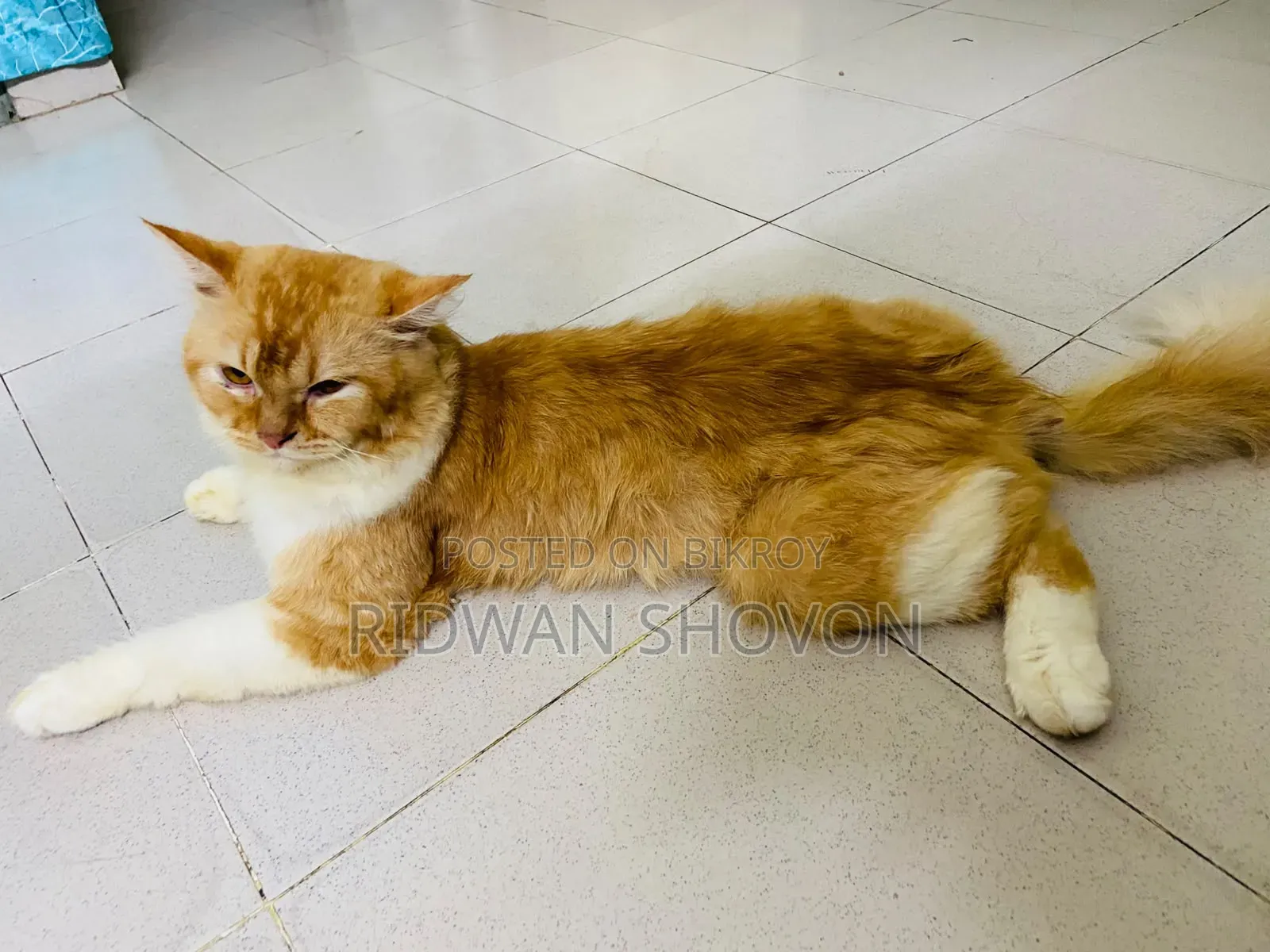 6-12 Months Male Purebred Persian