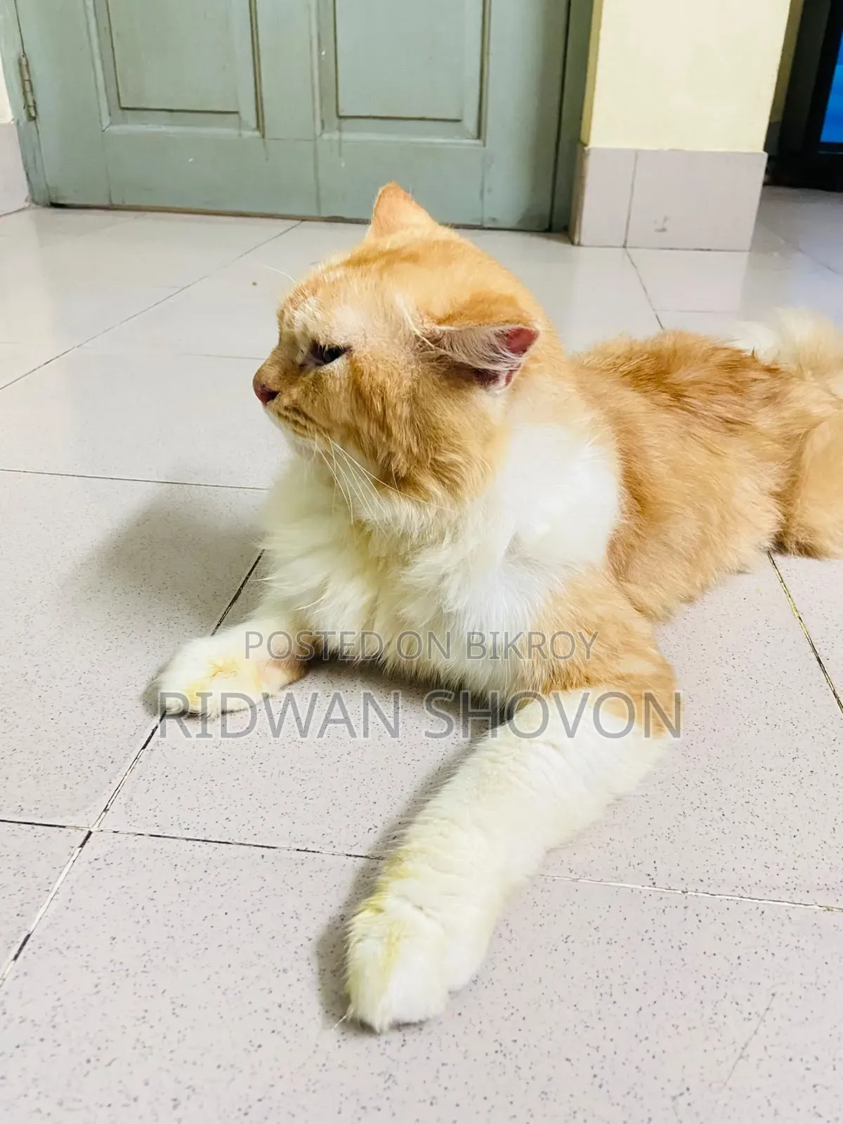 6-12 Months Male Purebred Persian