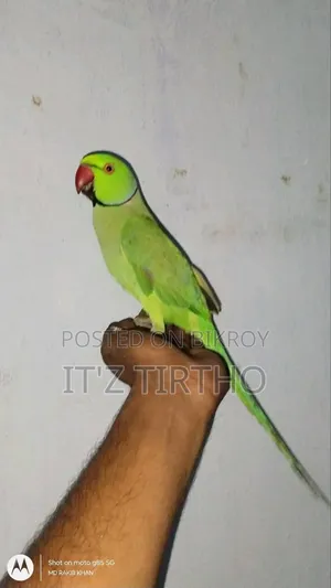 Ringneck Parakeet