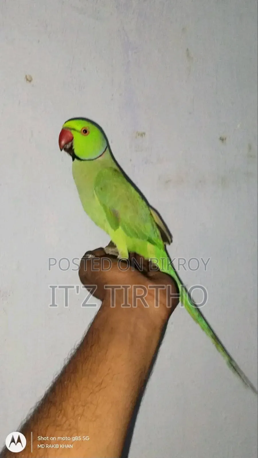 Ringneck Tia