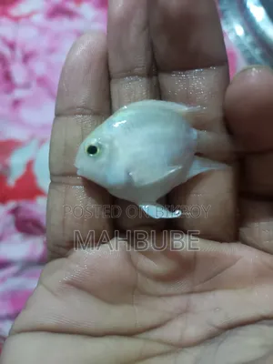 Aquarium Fish Shop BD