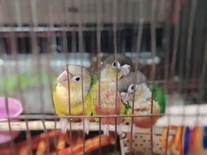 Conure Baby