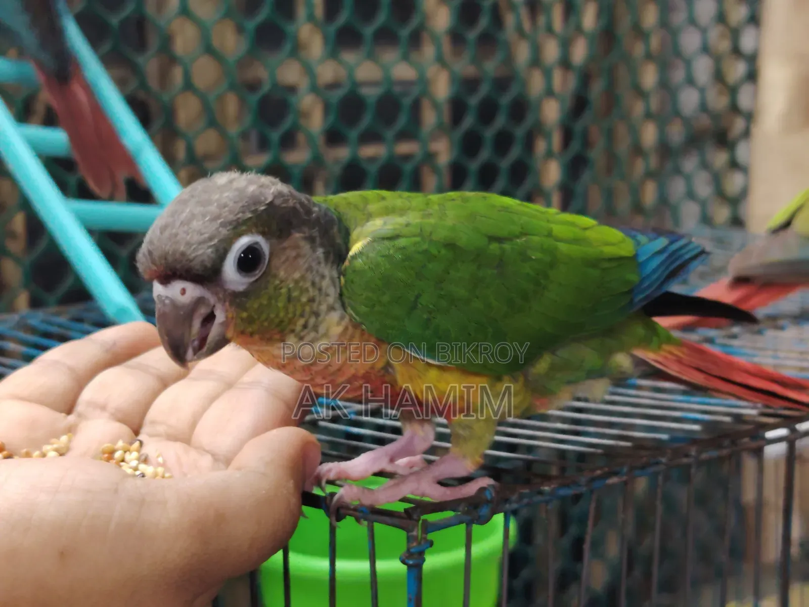 Conure Baby