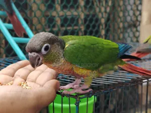 Conure Baby