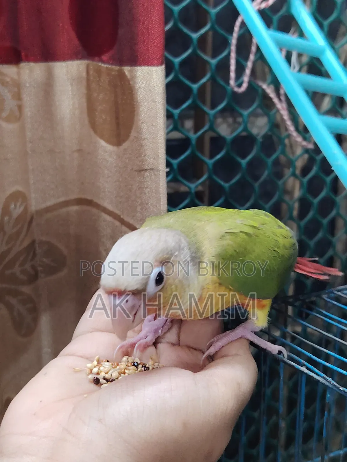 Conure Baby