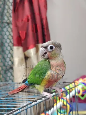 Conure Baby