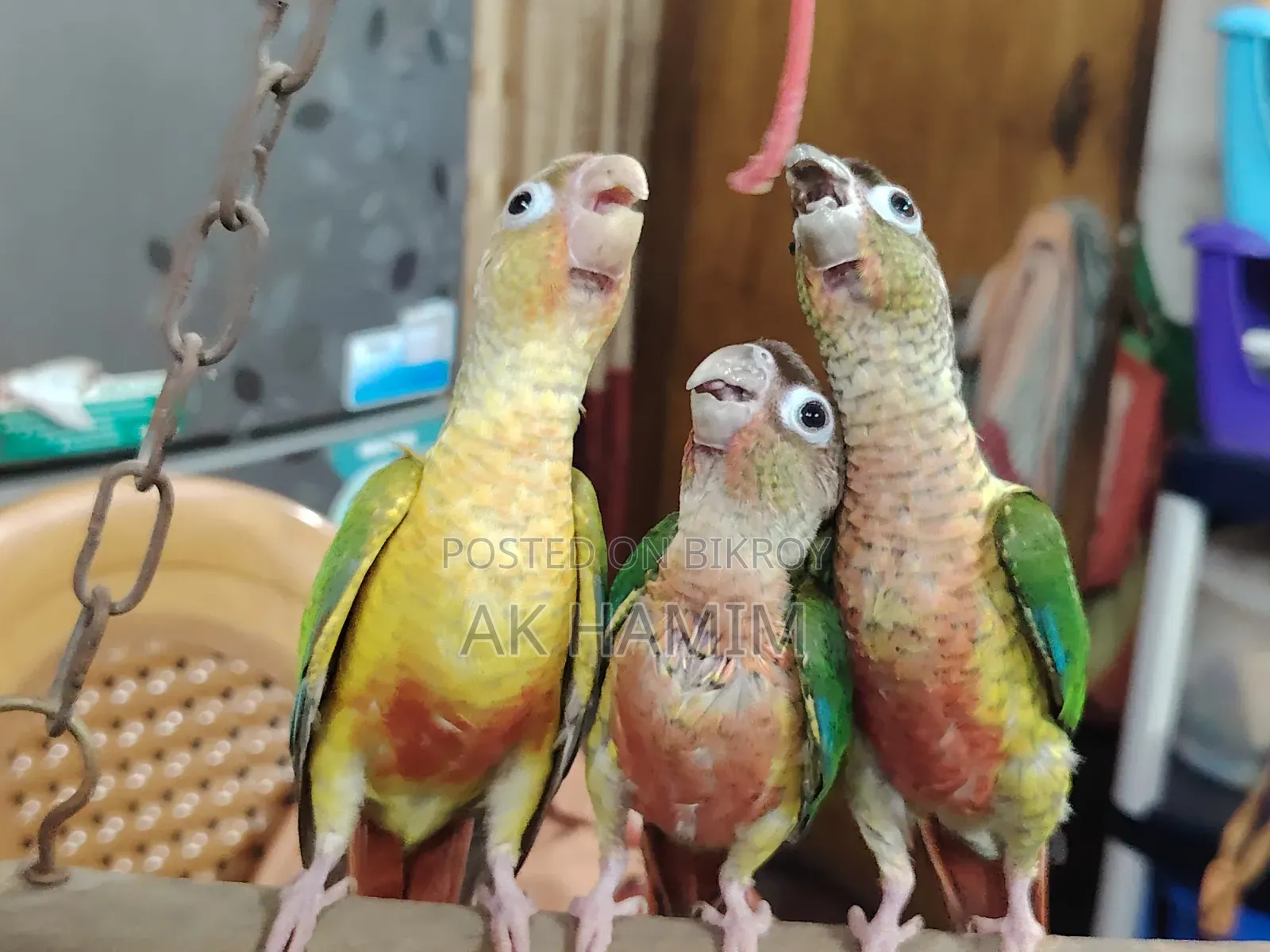 Conure Baby