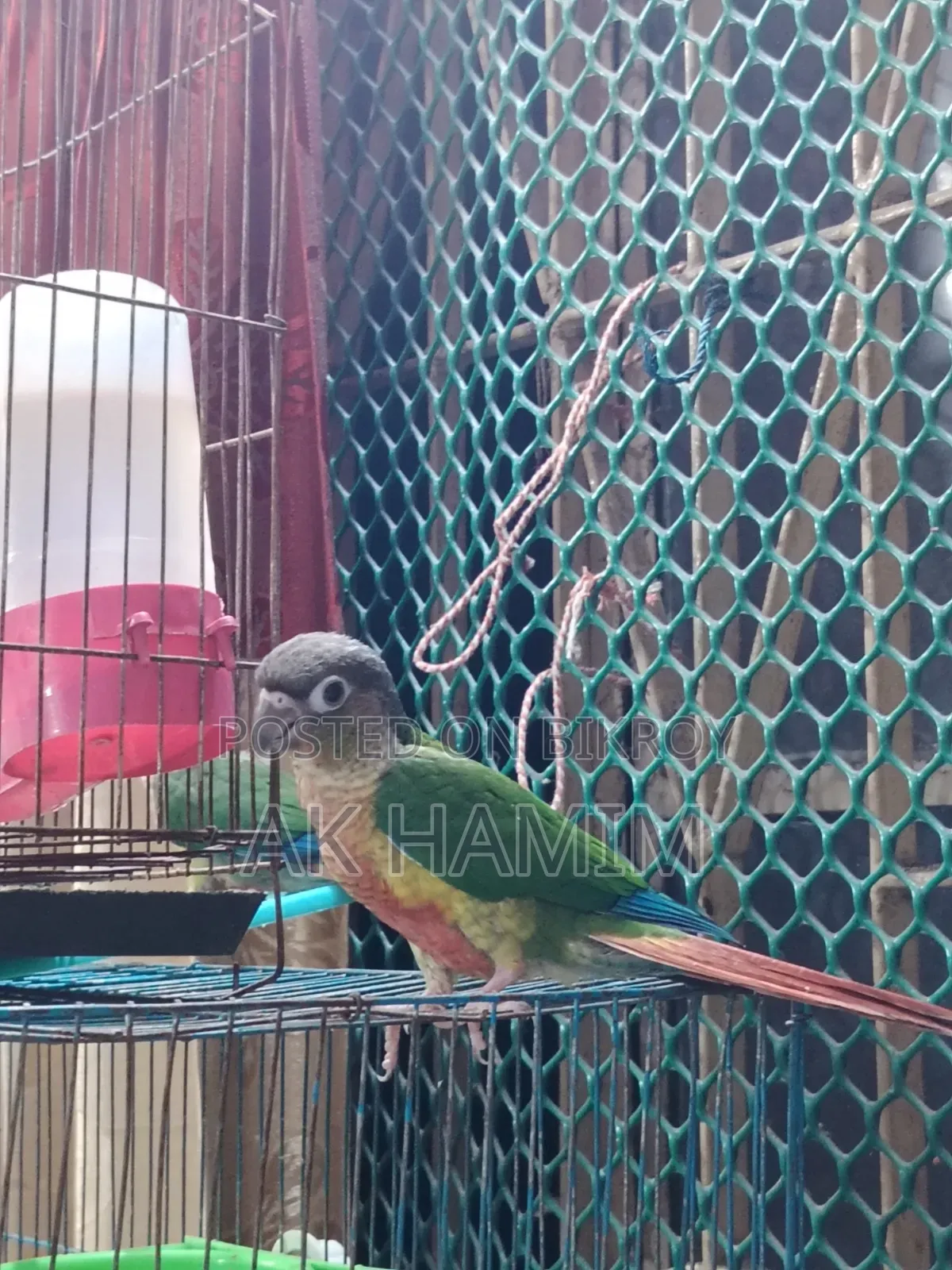 Conure Baby