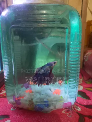 Aquarium Fish