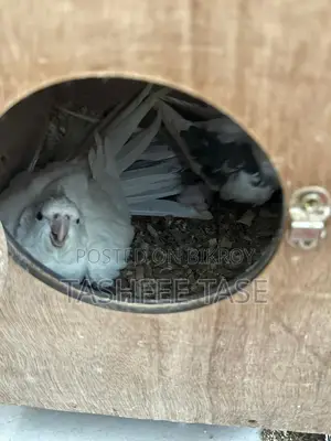 ককাটেল পাখি