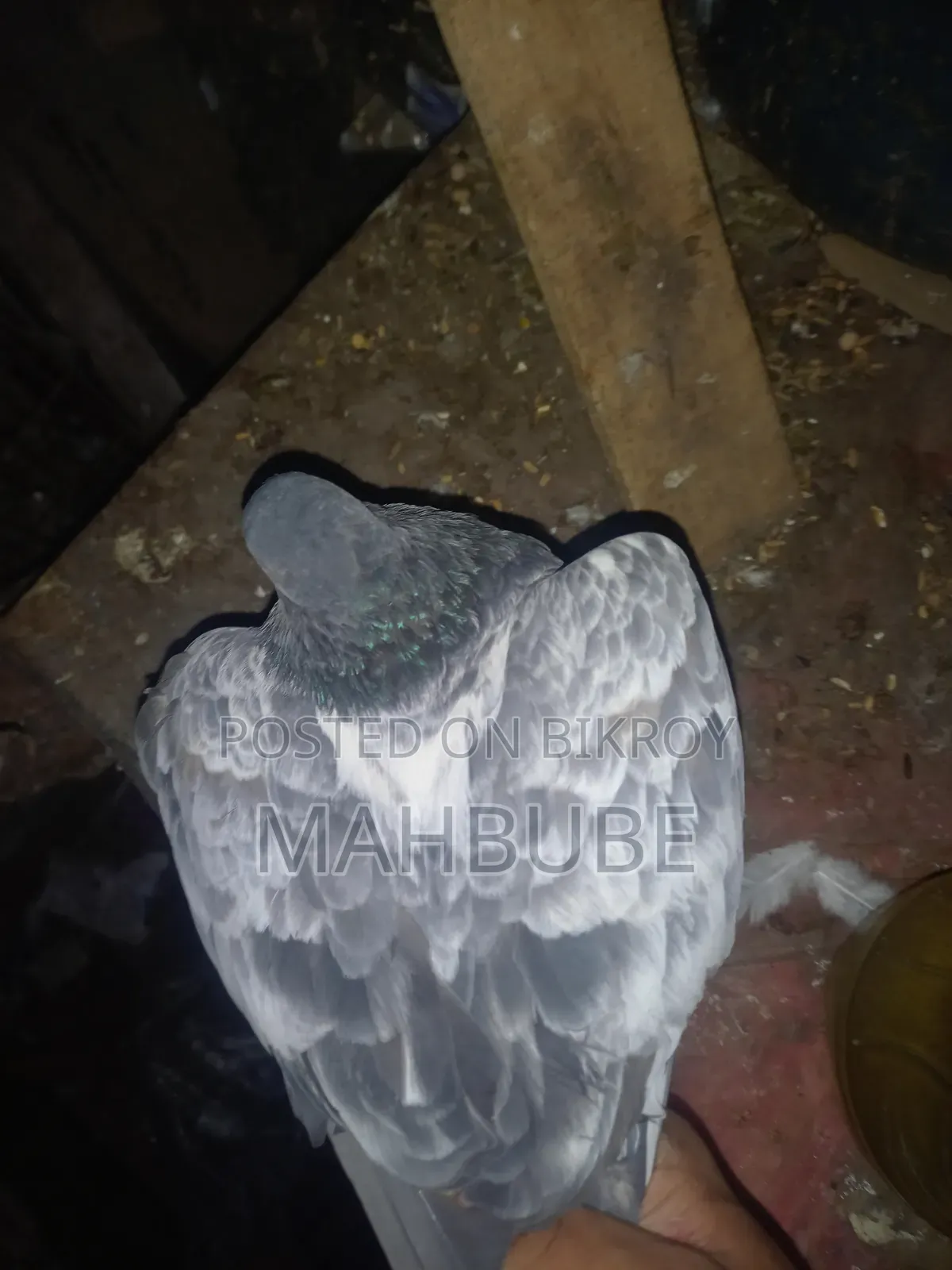 Good quality pigeons.