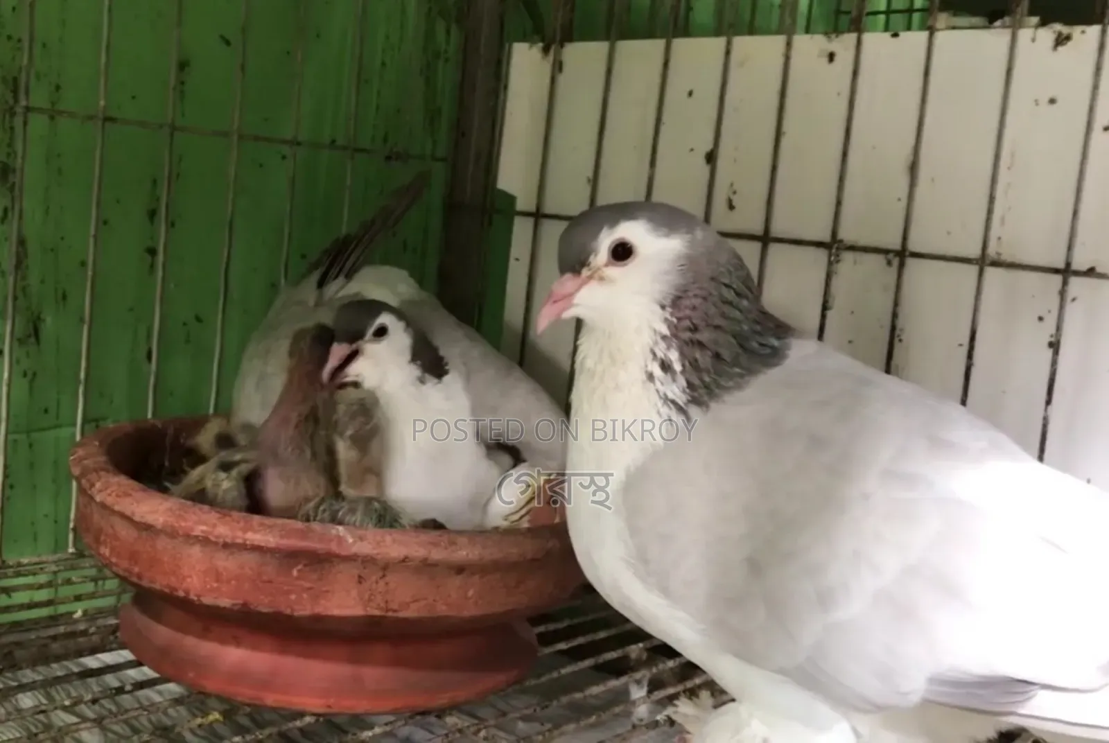 Pair with chicks available for exchange at the lowest price. #Pigeon #Birds #Pigeon #Pets
