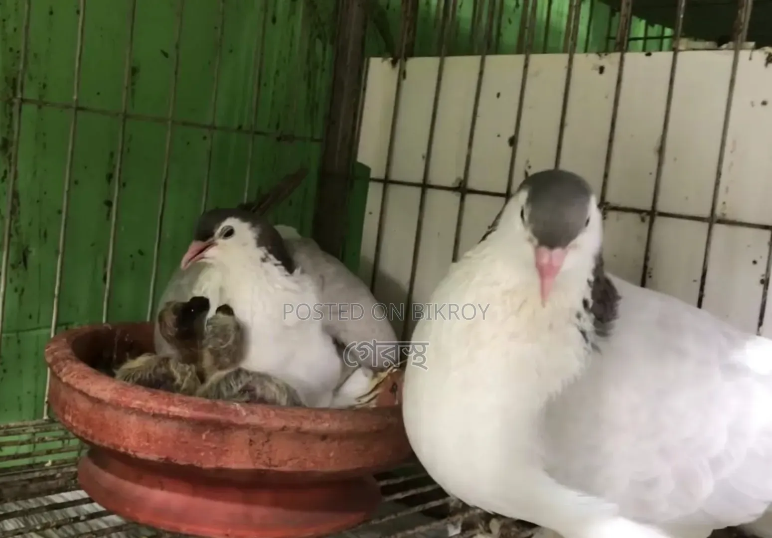 Pair with chicks available for exchange at the lowest price. #Pigeon #Birds #Pigeon #Pets