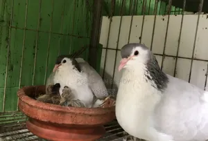 Pair with chicks available for exchange at the lowest price. #Pigeon #Birds #Pigeon #Pets