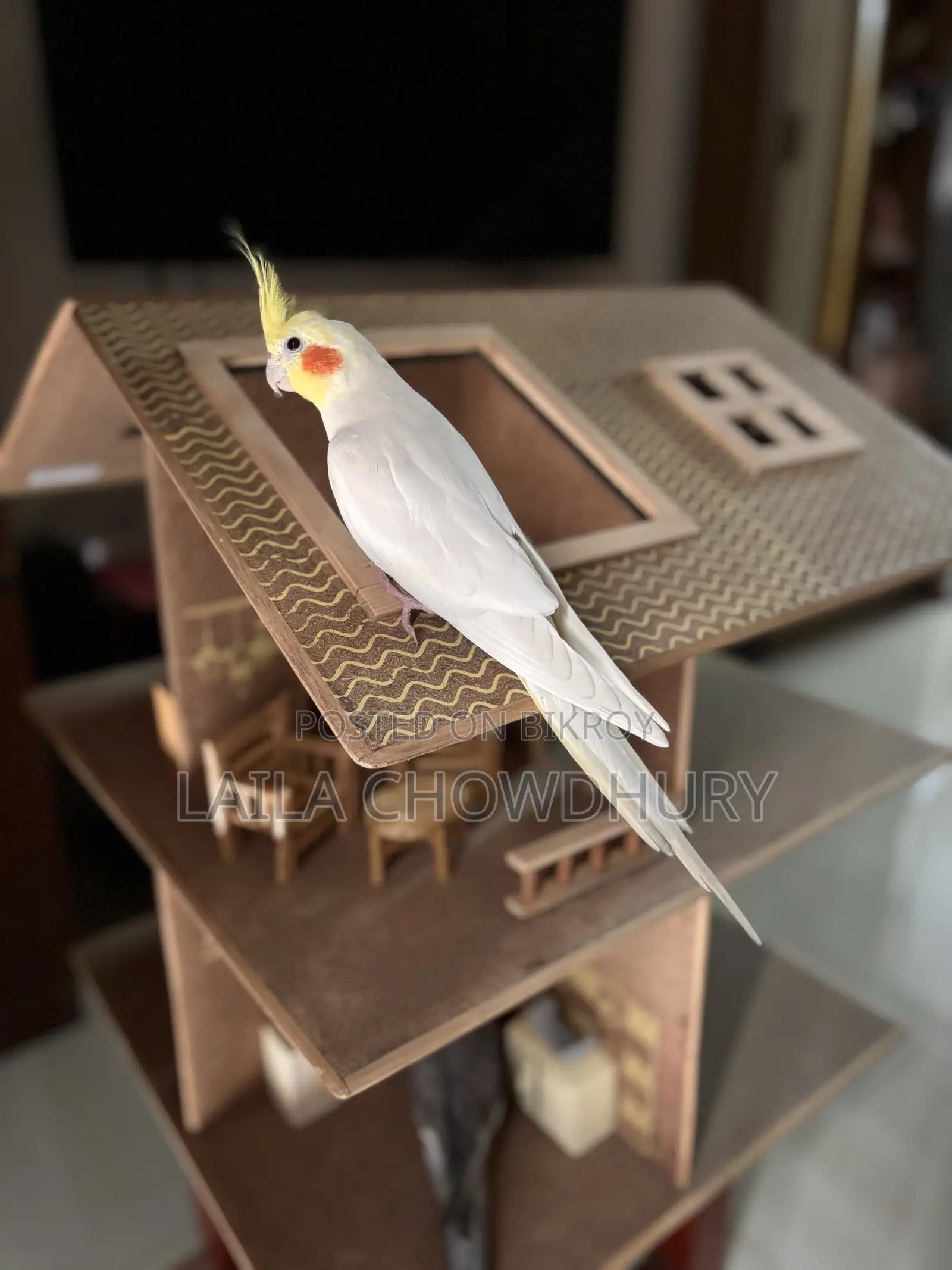 লুটিনো ককাটেল