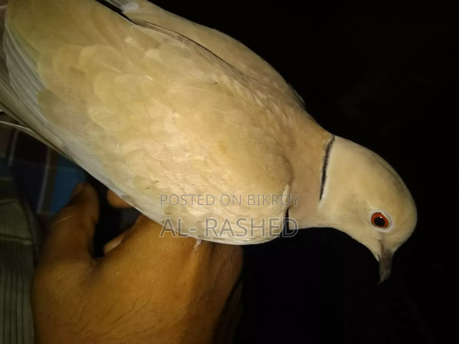Australian Male Dove