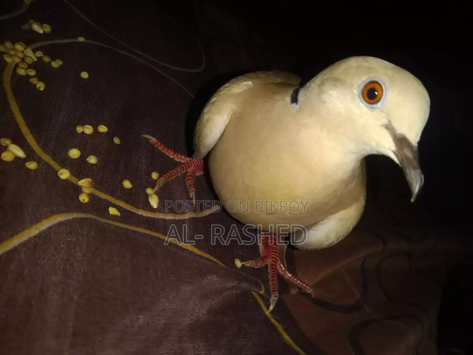 Australian Male Dove