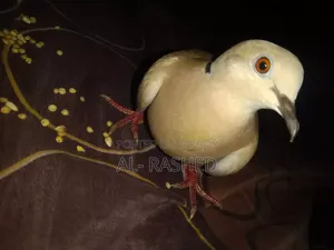 Australian Male Dove