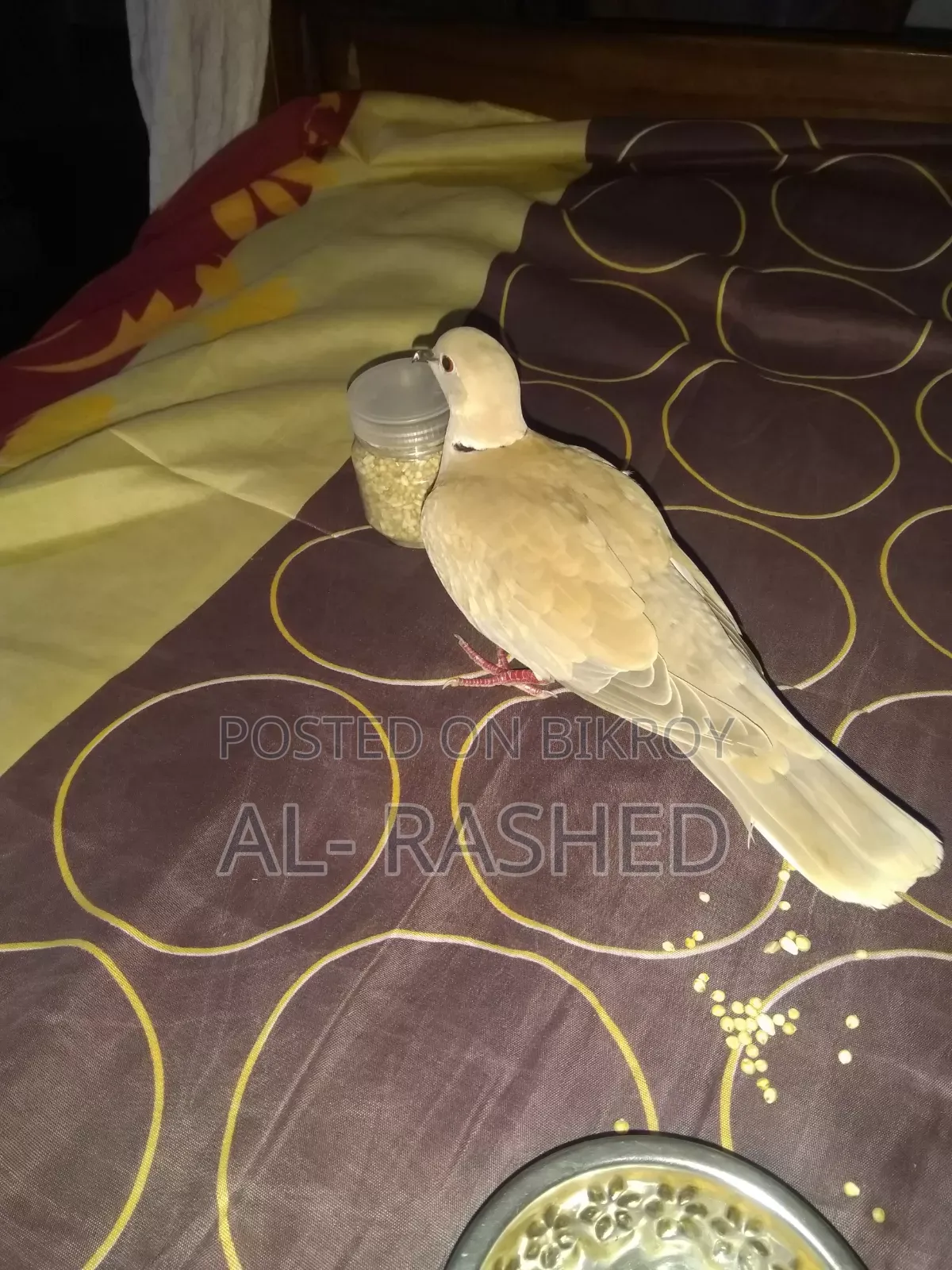 Australian Male Dove