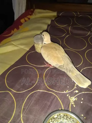 Australian Male Dove
