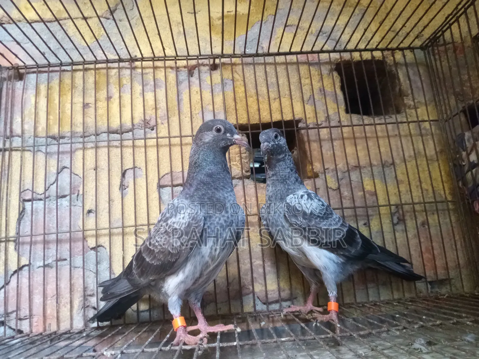 লালপাড়ি কবুতর