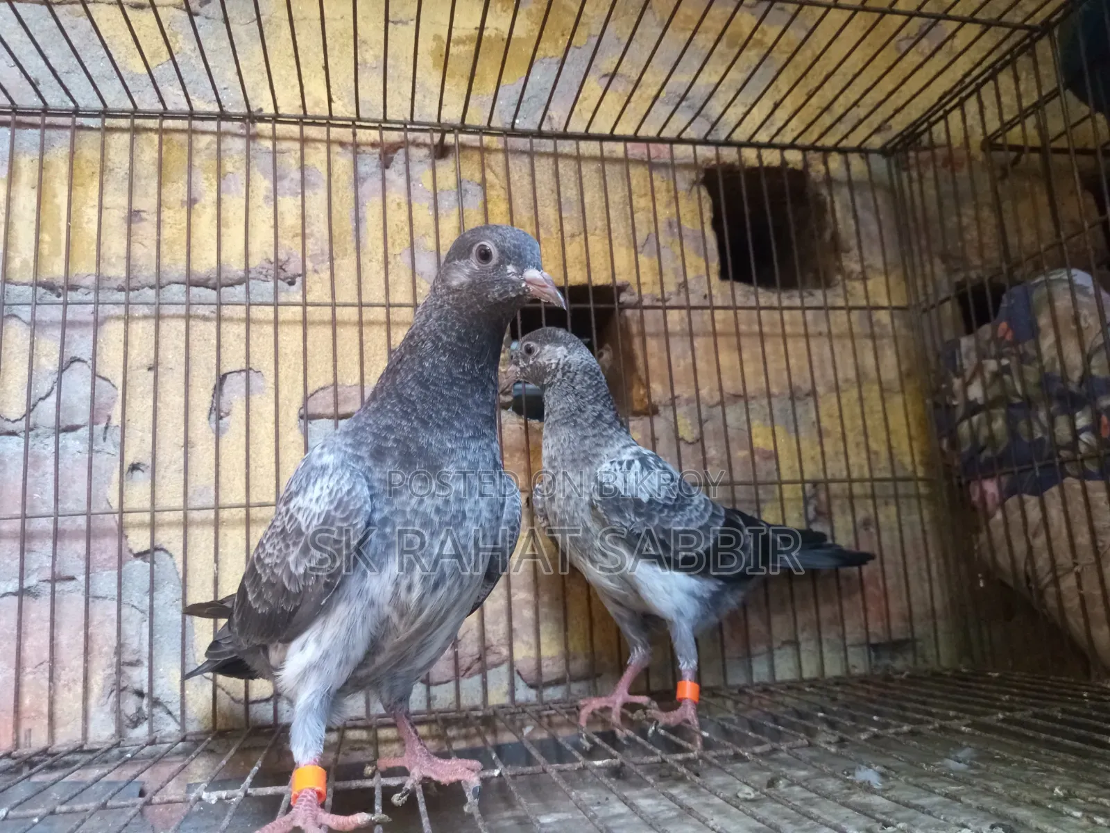 লালপাড়ি কবুতর
