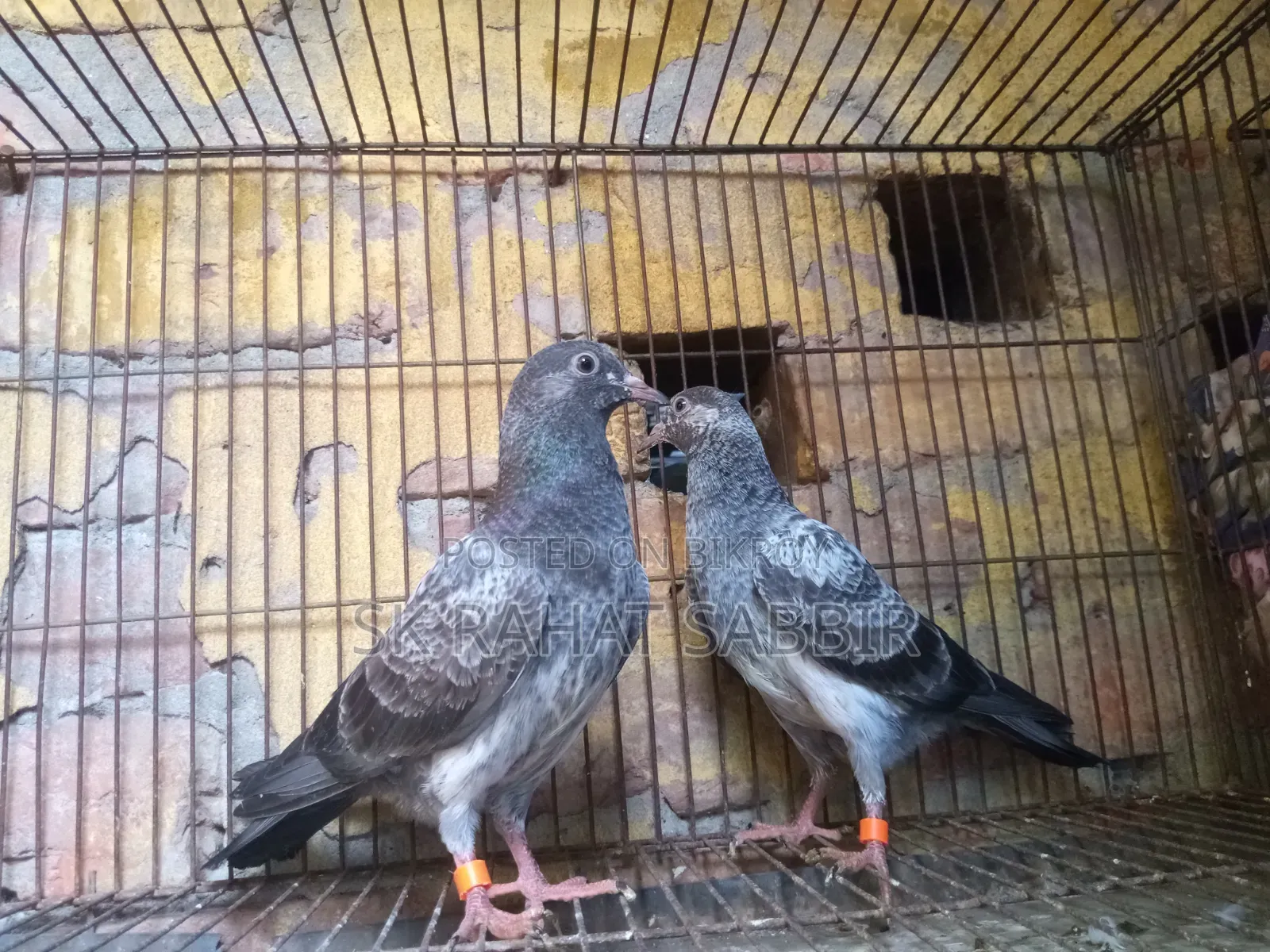 লালপাড়ি কবুতর