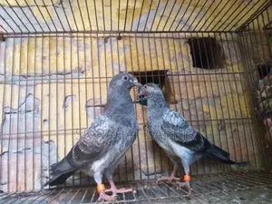 লালপাড়ি কবুতর