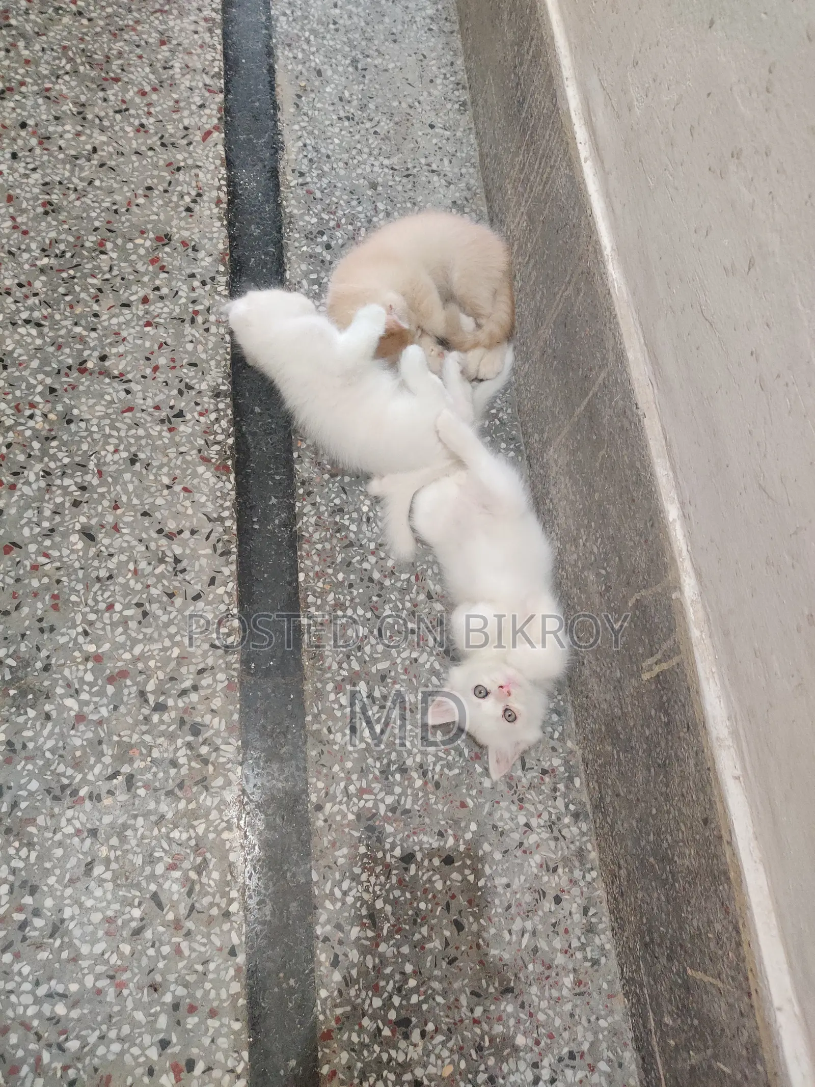 1-3 Months Male Purebred Persian