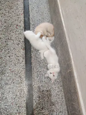 1-3 Months Male Purebred Persian