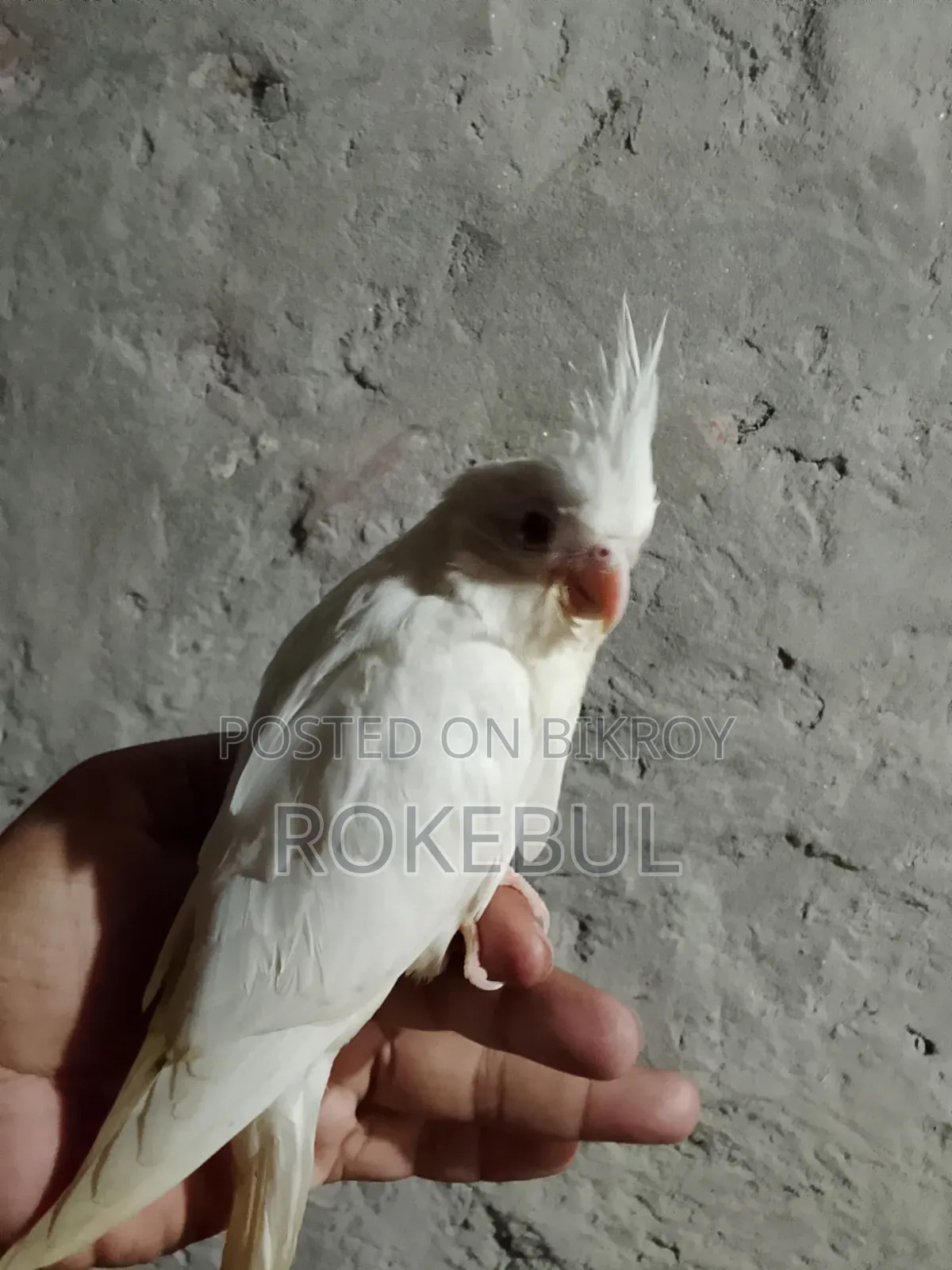 Albino Cockatiel Bird. Red Eye. Fully Tame.