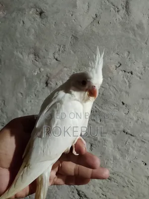 Albino Cockatiel Bird. Red Eye. Fully Tame.