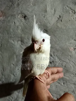 Albino Cockatiel Bird. Red Eye. Fully Tame.