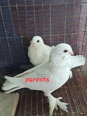 Kagoji Shating Pigeon