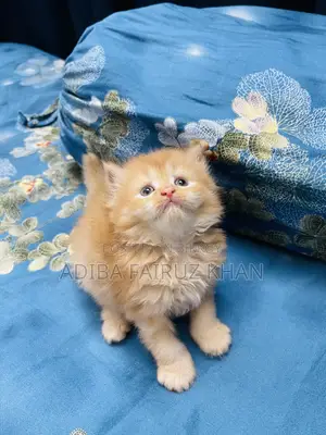 0-1 month Male Purebred Persian