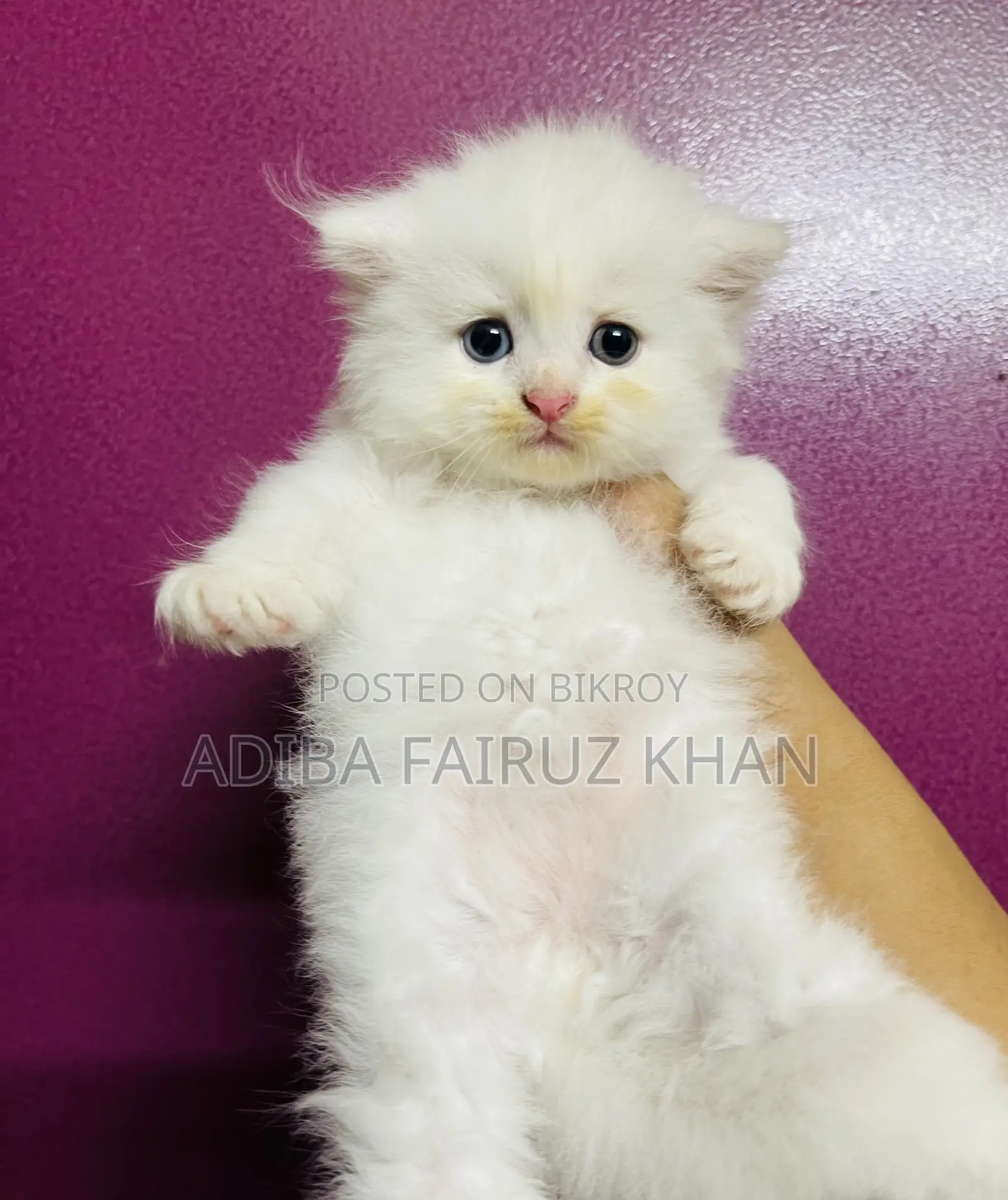 0-1 Month Male Purebred Persian